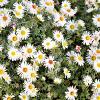 Aster n.-b. 'White Ladies' Pot 9 cm