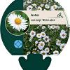 Aster n.-b. 'White Ladies' Pot 9 cm