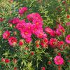 Aster n.-b. 'Winston Churchill' Pot 9 cm