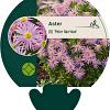 Aster (D) 'Peter Harrison' Pot 9 cm