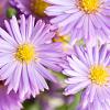 Aster (D) 'Peter Harrison' Pot 9 cm