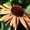 Echinacea p. 'Sundown' Pot 9 cm
