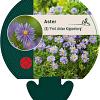 Aster (D) 'Prof. Anton Kippenberg' Pot 9 cm