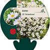 Aster (D) 'Schneekissen' Pot 9 cm