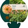 Geum 'Mai Tai' Pot 9 cm