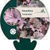 Heuchera 'Frosted Violet' Pot 9 cm