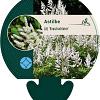 Astilbe (A) 'Brautschleier' Pot 9 cm