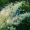 Astilbe (A) 'Brautschleier' Pot 9 cm