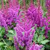 Astilbe c. 'Purpurlanze' Pot 9 cm