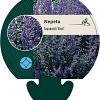Nepeta faassenii 'Grol' Pot 9 cm