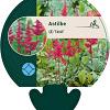 Astilbe (A) 'Fanal' Pot 9 cm