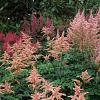 Astilbe (J) 'Peach Blossom' Pot 9 cm