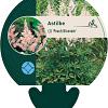Astilbe (J) 'Peach Blossom' Pot 9 cm