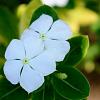 Vinca minor 'Gertrude Jekyll' Pot 9 cm