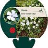 Vinca minor 'Gertrude Jekyll' Pot 9 cm