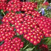 Achillea 'Walther Funcke' Pot 9 cm