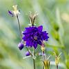 Aquilegia v. 'Black Barlow' Pot 9 cm
