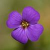 Aubrieta 'Hamburger Stadtpark' Pot 9 cm