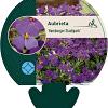 Aubrieta 'Hamburger Stadtpark' Pot 9 cm