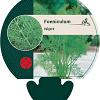Foeniculum vulgare Pot 9 cm
