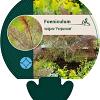 Foeniculum vulgare 'Purpureum' Pot 9 cm