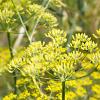 Foeniculum vulgare 'Purpureum' Pot 9 cm