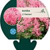 Astilbe (J) 'Rheinland' Pot 9 cm
