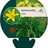 Hemerocallis citrina Pot 9 cm