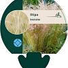 Stipa tenuissima Pot 9 cm