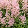 Astilbe (S) 'Sprite' Pot 9 cm