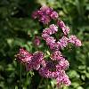 Astrantia maj. 'Claret' Pot 9 cm