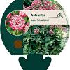 Astrantia maj. 'Primadonna' Pot 9 cm