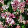 Astrantia maj. 'Roma' Pot 9 cm