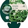 Astrantia maj. 'Shaggy' Pot 9 cm