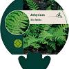 Athyrium filix-femina Pot 9 cm