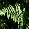 Athyrium filix-femina Pot 9 cm