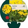 Aurinia saxatilis Pot 9 cm