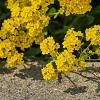 Aurinia saxatilis Pot 9 cm