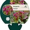 Bergenia 'Abendglut' Pot 9 cm