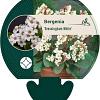 Bergenia 'Bressingham White' Pot 9 cm