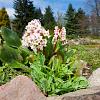 Bergenia 'Bressingham White' Pot 9 cm