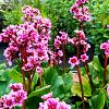 Bergenia cordifolia Pot 9 cm