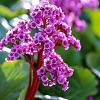 Bergenia cordifolia Pot 9 cm