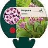 Bergenia cordifolia Pot 9 cm