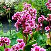 Bergenia 'Morgenröte' Pot 9 cm