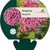 Bergenia 'Morgenröte' Pot 9 cm