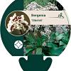 Bergenia 'Silberlicht' Pot 9 cm