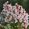 Bergenia 'Silberlicht' Pot 9 cm