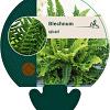 Blechnum spicant Pot 9 cm