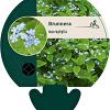 Brunnera macrophylla Pot 9 cm
